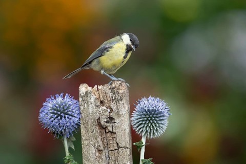Great tit (Parus major) adult garden bird on a wooden post in summer, England, United Kingdom