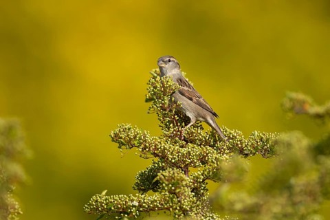 House sparrow (Passer domesticus) adult female garden bird on a shrub in summer, England, United
