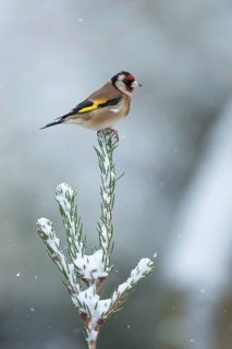 European goldfinch (Carduelis carduelis) adult garden bird on a snow covered Christmas spruce tree