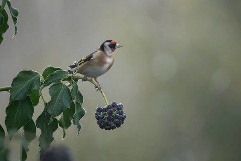 European goldfinch (Carduelis carduelis) adult garden bird on an Ivy tree branch in winter,