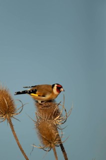 European goldfinch (Carduelis carduelis) adult garden bird on a Teasel plant seedhead in winter,