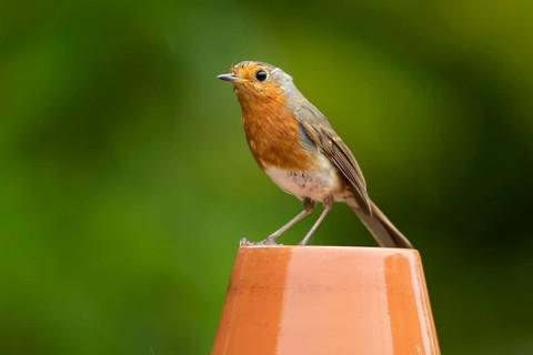 European robin (Erithacus rubecula) adult garden bird on a plant pot, England, United Kingdom