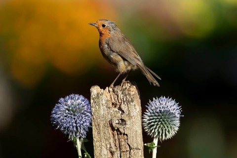 European robin (Erithacus rubecula) adult garden bird on a wooden post in summer, England, United