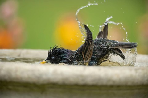 European starling (Sturnus vulgaris) adult garden bird washing in a bird bath in spring, England,