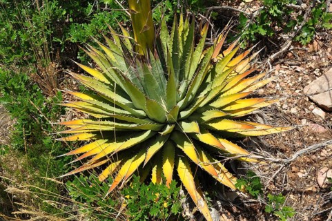 Green and yellow leaves of a Utah agave (Agave utahensis) in a natural, dry environment, Grand