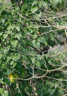 Blackbird (Turdus merula), male, eating ivy berries (Hedera helix), North Rhine-Westphalia, Germany
