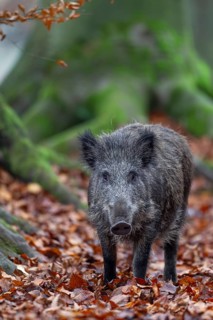 Wild boar (Sus scrofa) in autumn forest, autumn, autumn colours, Germany