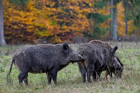 Through scent marks on themselves or on objects, conspecifics of an animal species receive a wide