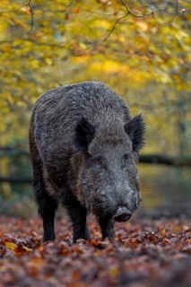 A wild boar (Sus scrofa) has sought out a quiet beech forest and is rummaging through the leaves