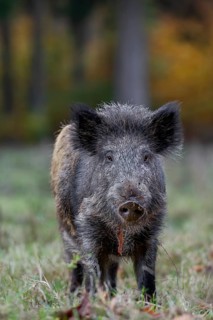 Wild boar (Sus scrofa) on a forest meadow, autumn, autumn colours, Germany
