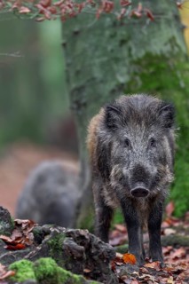 The male offspring of the wild boar (Sus scrofa) is called the wild boar boar in the first 2 years