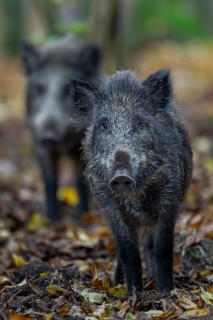 Two wild boar (Sus scrofa) follow the pack on a game trail, autumn, autumn colours, Germany