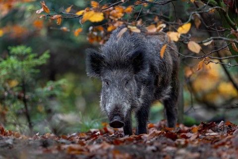 A wild boar (Sus scrofa) curiously observes the photographer lurking on the ground, autumn, autumn