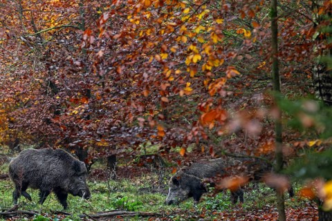 A wild boar (Sus scrofa) with saliva foam on its mouth approaches two wild boars looking for food