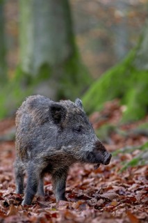 At the edge of the forest, a wild boar (Sus scrofa) forages for beechnuts under beech trees,