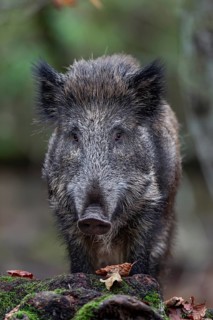 Portrait of an 8 - 9 month old wild boar (Sus scrofa), autumn, autumn colours, Germany