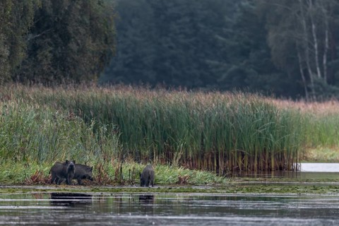 Wild boar (Sus scrofa) on the banks of a pond, Germany