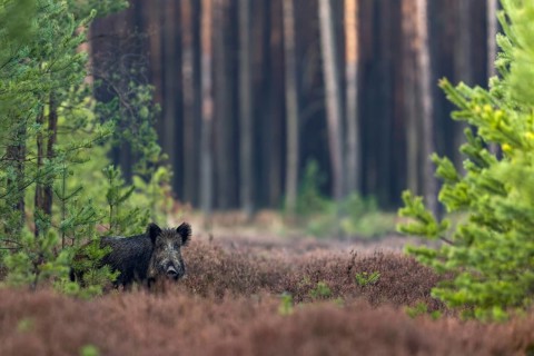 After missing this wild boar (Sus scrofa) on my first attempt to photograph it, I at least managed
