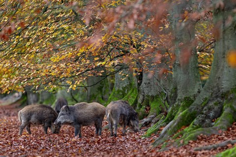 At the edge of the forest, a group of wild boar (Sus scrofa) forages for beechnuts under beech