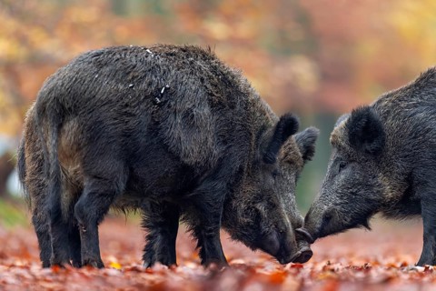 While two wild boar (Sus scrofa) make contact with each other, a boar joins them, autumn, autumn