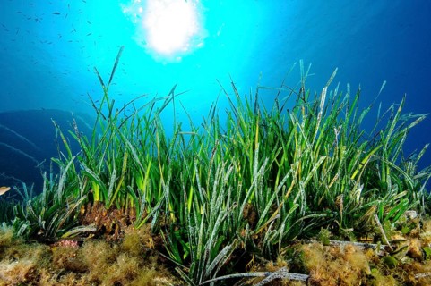 Underwater photo Partial view of seagrass meadow of Neptune grass (Posidonia oceanica) stores