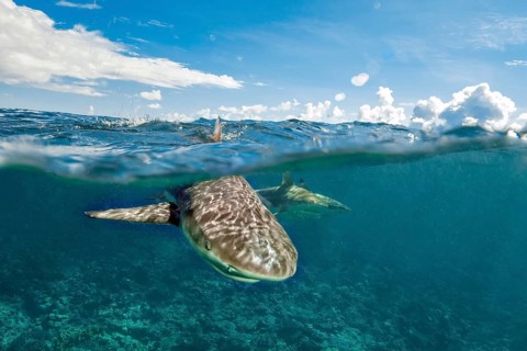 Underwater photo split shot half-and-half shot at sea surface water surface of blacktip reef shark