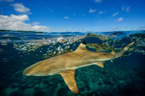 Underwater photo split shot half-and-half shot at sea surface water surface of blacktip reef shark