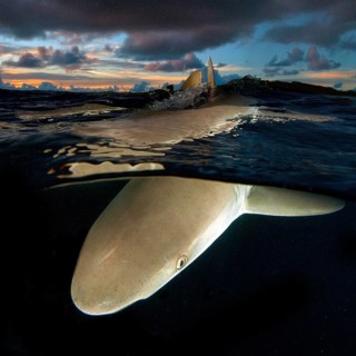 Underwater photo split shot half-and-half shot at sea surface water surface of Grey reef shark