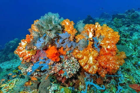 Underwater photo of colourful overgrown coral block with soft corals (Dendronephthya) and hard