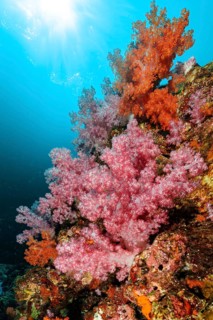 Colourful coral block with colourful soft corals (Dendronephthya) in a coral reef threatened by