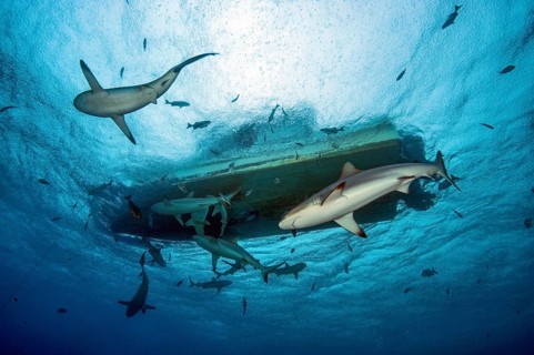 Underwater photo up view of several gray reef sharks circling around dive boat boat for scuba