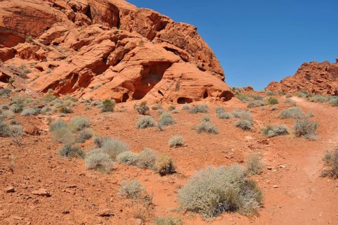 Red desert rocks and shrubs under a bright blue sky, Valley of Fire State Park, Nevada, USA