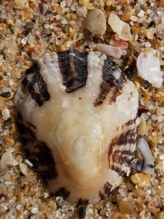 Large mussel shell (bivalvia) with stripes in the sand, detailed nature view on the beach, Algarve,