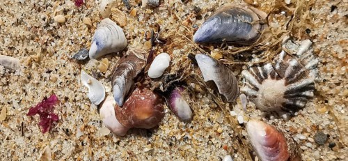Mussels (bivalvia) and shells scattered in the sand on a beach, natural colours and textures,