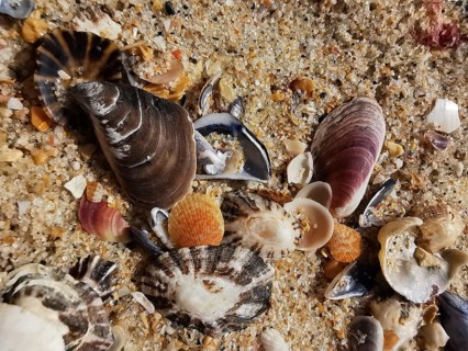 Large, colourful mussels (bivalvia) and small shells embedded in sand, Algarve, Portugal