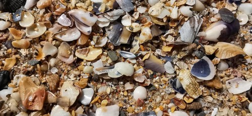 Various mussels (Bivalvia) and shells spread out on sand, Algarve, Portugal