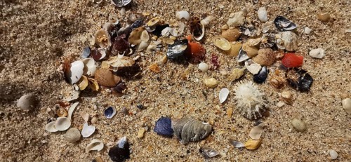 Various small shells (bivalvia) in bright colours scattered on sand, Algarve, Portugal