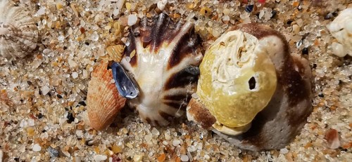 Close-up of two large mussels (bivalvia) and a small snail shell, Algarve, Portugal
