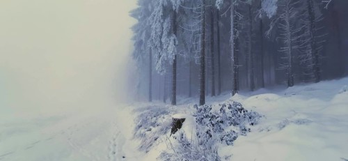 Snowy forest floor with foggy, quiet winter trees, winter, hiking in the Thuringian Forest nature