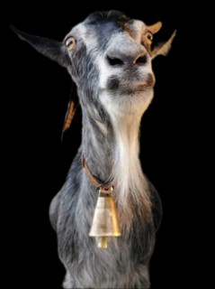 Goat (caprae) with bell posing in front of black background, Albania