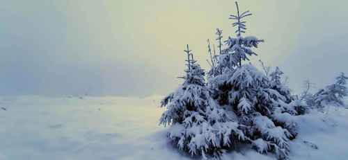 Snowy conifers in a foggy winter landscape, hiking on the Rennsteig, Thuringian Forest nature park