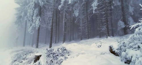 Snowy and frosty forest provides a quiet, cold atmosphere, winter, hiking in the Thuringian Forest