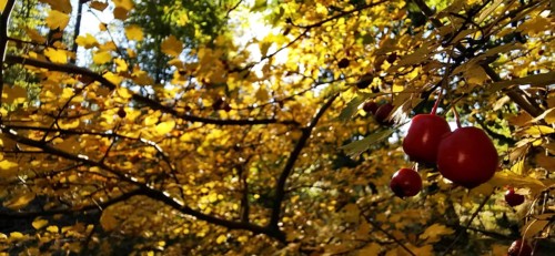 Red fruits hang on a branch surrounded by yellow autumn leaves in sunlight, Thuringian Forest