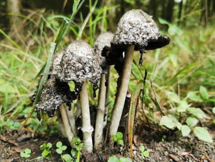 Black mushrooms, Tintlinge (coprinus) with hanging cap in the forest, Franconian Forest nature park