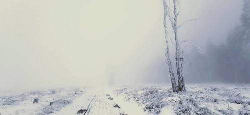 A lonely tree stands in a foggy, snowy winter field, winter hiking, Rennsteig, Thuringian Forest