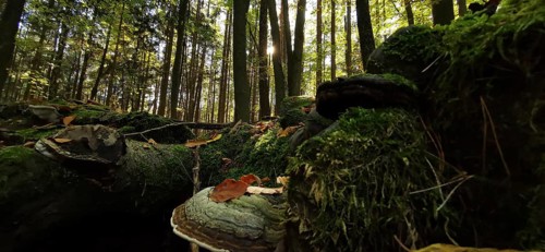 Illuminated forest, mystical, atmospheric atmosphere with sun rays and thick moss, tree sponges,