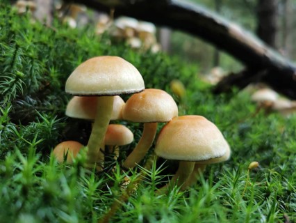 Close-up of Sulphur tuft (hypholoma fasciculare), mushrooms standing in green moss in a forest,