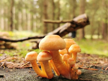 Group of Golden needle mushrooms (Flammulina velutipes) on forest floor with wooden trunks in the