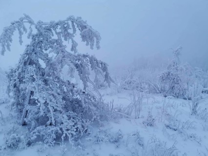 A frost-covered, foggy winter landscape with snow-covered trees, winter, hiking in the Thuringian
