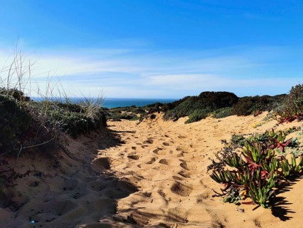A sandy trail leads through dense plants, reveals the bright blue sky in the background, hiking on